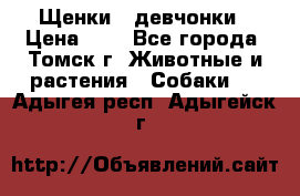 Щенки - девчонки › Цена ­ 2 - Все города, Томск г. Животные и растения » Собаки   . Адыгея респ.,Адыгейск г.